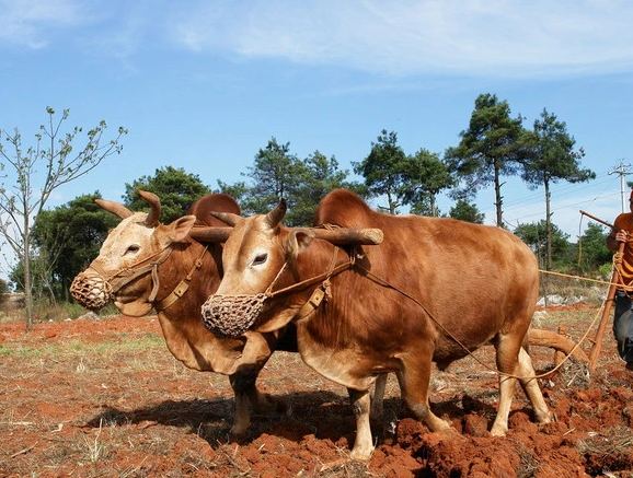 全职者的两难之境
